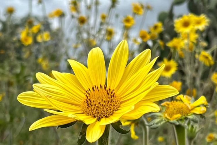 Mexican-sunflower-1.jpg