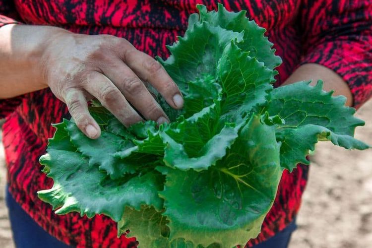 813782_Produccion-de-lechuga_impreso.jpg
