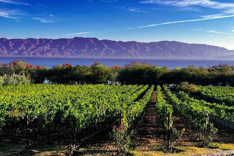 1-sm-Vineyard-on-Lake-Chapala-shore.jpg